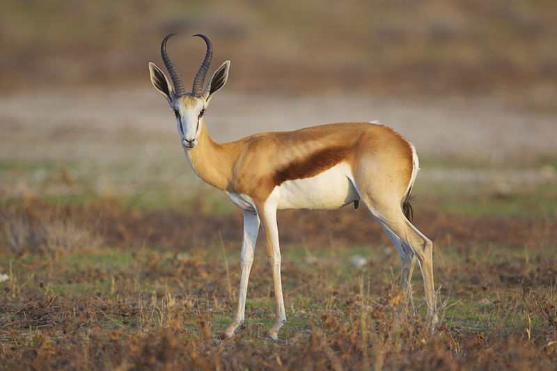 πιο γρήγορα ζώα Springbok_Antidorcas