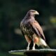πιο γρήγορα ζώα peregrine-falcon