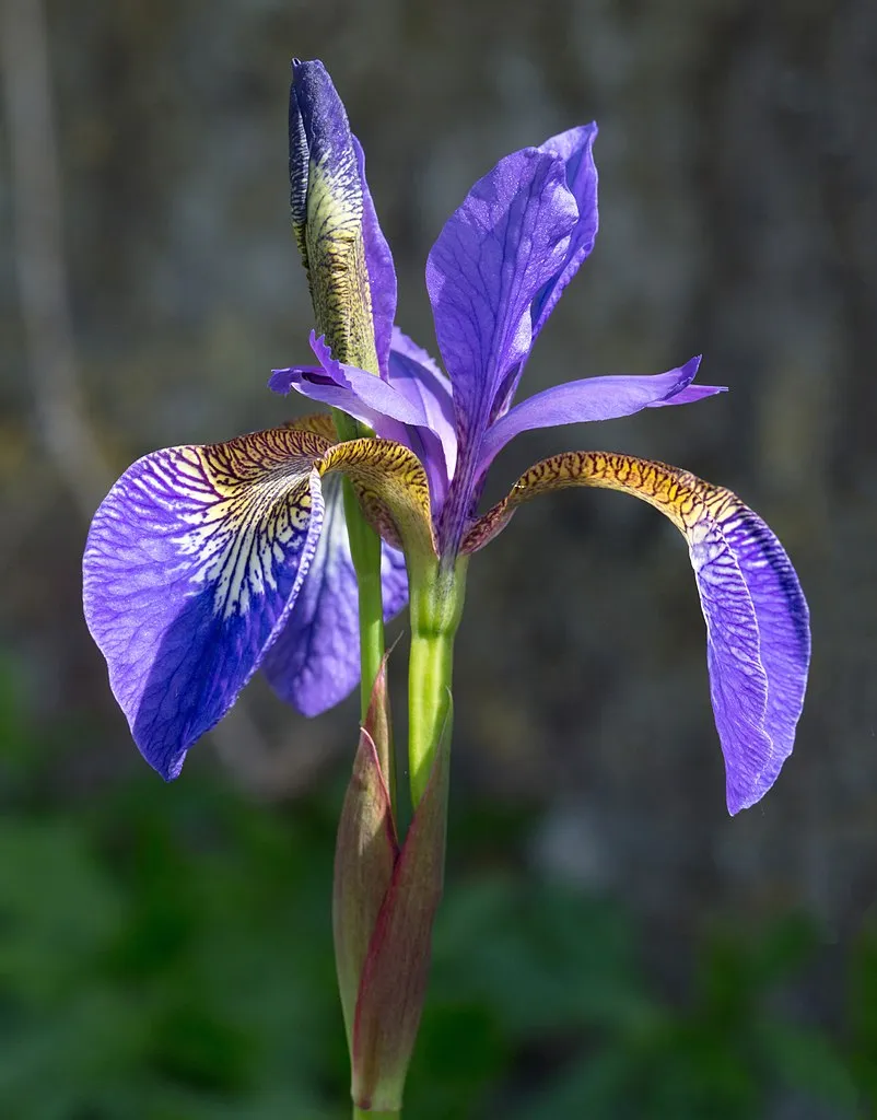 Τα 10 Πιο Όμορφα Λουλούδια στον Κόσμο Iris_9