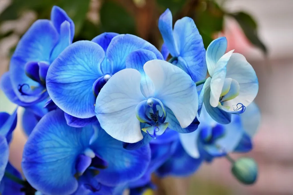 Τα 10 Πιο Όμορφα Λουλούδια στον Κόσμο orchids-4