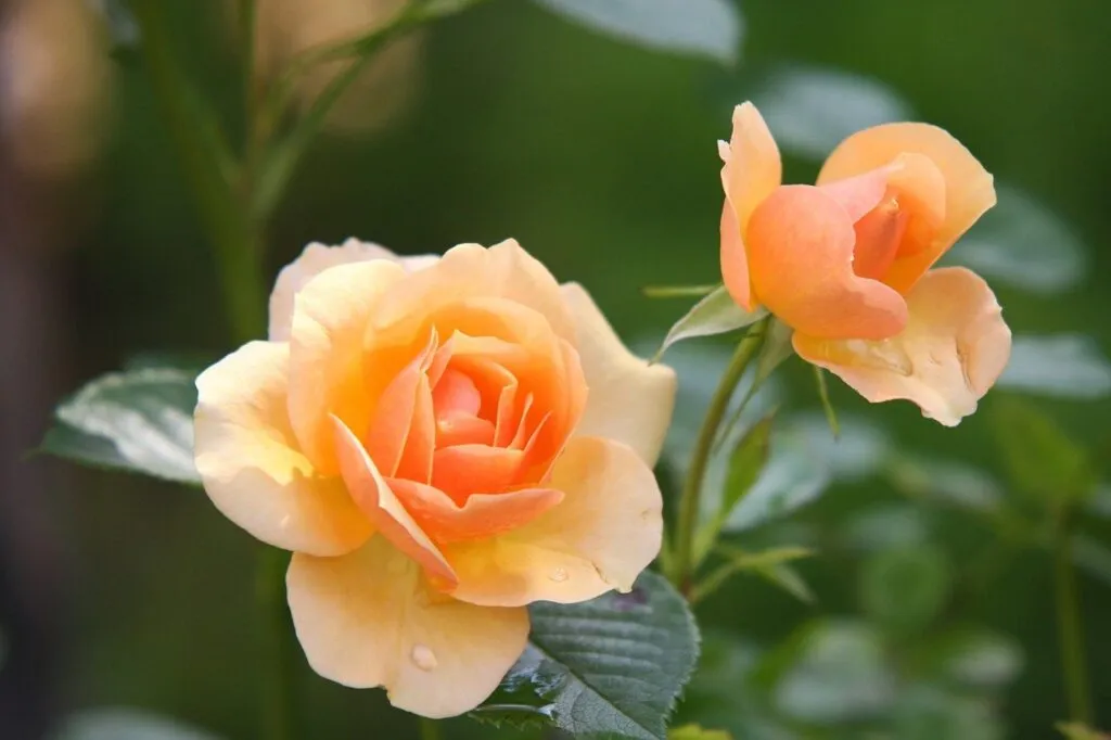 Τα 10 Πιο Όμορφα Λουλούδια στον Κόσμο roses-1